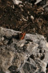2011-04-24_Regina-F-Rau_Brunnstein-Spitze (071).JPG